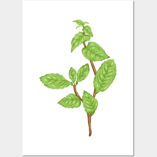 Mint Plant Botanical Posters and Art